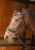 OIP (5).webp