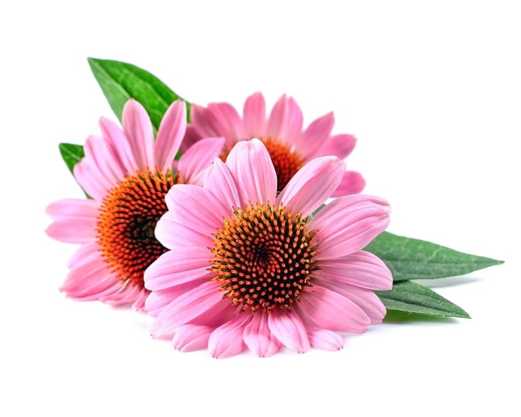 7caf123684aced68d25fdf8b40eea504.jpg